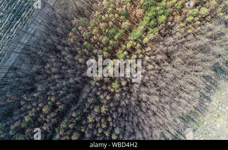 Klausdorf, Germania. 26 Ago, 2019. Vista di un parzialmente bruciato e morto pineta (fotografia aerea con un drone). Circa un anno dopo il grande incendio di foresta nel quartiere Potsdam-Mittelmark, Brandenburg forestale dell Ministro Vogelsänger (SPD) informato se stesso lo stesso giorno circa lo stato di rimboschimento in questa zona. Circa 340 ettari di foresta bruciato qui un anno fa. Credito: Patrick Pleul/dpa-Zentralbild/dpa/Alamy Live News Foto Stock