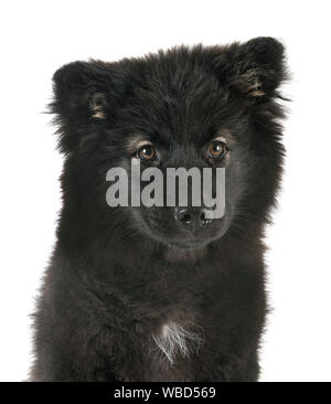 Cucciolo Lapphund finlandese di fronte a uno sfondo bianco Foto Stock