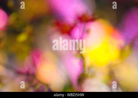 Al di fuori del (selettiva) focus per rendere la sfocatura fiori colorati e immagine di sfondo Foto Stock