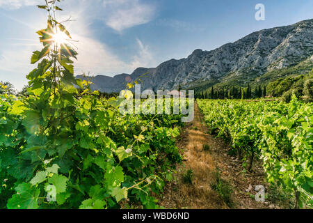 Vigneti Domaine de Saint Ser, Route Cezanne, Montagne Sainte-Victoire, Provenza, Bouches-du-Rhône, Francia Foto Stock