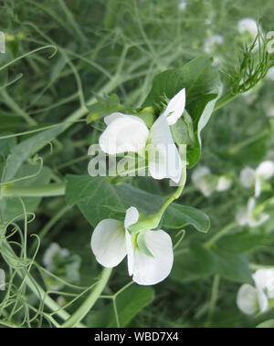 Fioritura di piselli in campo. Fioritura di legumi. Fiori di piselli. Foto Stock