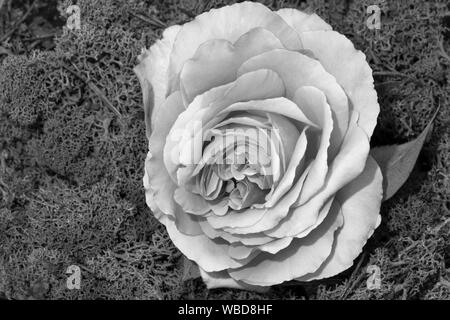 Bianco monocromatica bocciolo di rosa macro isolati su Islanda moss sfondo, un arte ancora vita close-up di un unico fiore in vintage stile di pittura Foto Stock