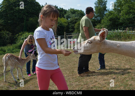 Daini essendo alimentato a mano da un giovane visitatore a sud-ovest di Cervo Centro di salvataggio, Wayford vicino a Crewkerne nel Somerset, Inghilterra Foto Stock