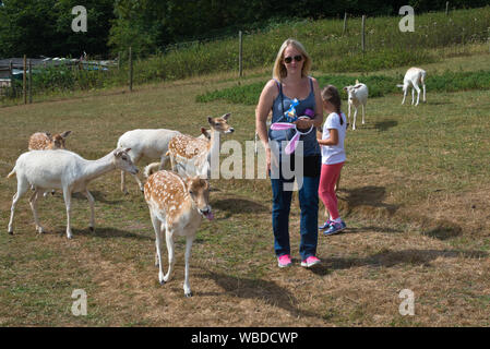 Daini seguenti visitatori sperando di essere alimentati a sud-ovest di Cervo Centro di salvataggio, Wayford vicino a Crewkerne nel Somerset, Inghilterra Foto Stock