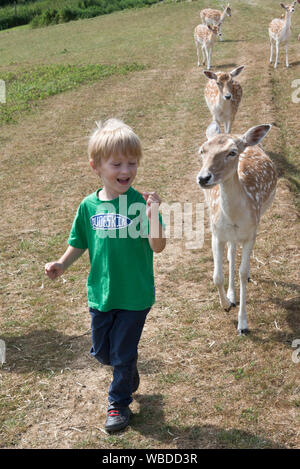 Daini seguenti visitatori sperando di essere alimentati a sud-ovest di Cervo Centro di salvataggio, Wayford vicino a Crewkerne nel Somerset, Inghilterra Foto Stock