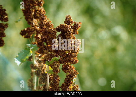 Sorgo erba, erba rossa, sfondo sfocato. Foto Stock