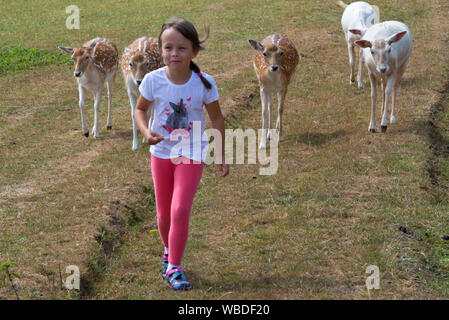 Daini in seguito a un giovane visitatore sperando di essere alimentati a sud-ovest di Cervo Centro di salvataggio, Wayford vicino a Crewkerne nel Somerset, Inghilterra Foto Stock