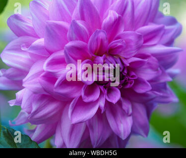 Primo piano di una grande bella rosa malva Fiore Dahlia in piena fioritura Foto Stock
