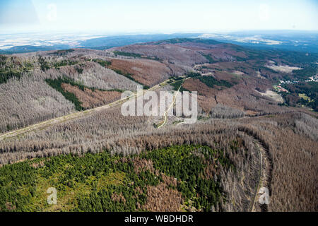 22 agosto 2019, Bassa Sassonia, Schierke: Vista del Parco Nazionale di Harz in parte con abeti morti. Molti alberi nel Harz sono morti da tempeste, calore e gli scolitidi. I proprietari di foreste hanno bisogno di supporto contro danni causati dalle tempeste e siccità, secondo il Niedersächsische Landesforsten. Foto: Swen Pförtner/dpa Foto Stock