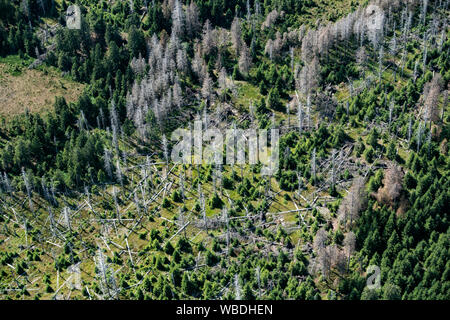 22 agosto 2019, Bassa Sassonia, Braunlage: Vista del Parco Nazionale di Harz in parte con abeti morti. Molti alberi nel Harz sono morti da tempeste, calore e gli scolitidi. I proprietari di foreste hanno bisogno di supporto contro danni causati dalle tempeste e siccità, secondo il Niedersächsische Landesforsten. Foto: Swen Pförtner/dpa Foto Stock