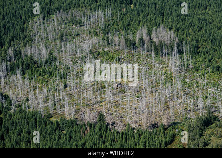 22 agosto 2019, Bassa Sassonia, Braunlage: Vista del Parco Nazionale di Harz in parte con abeti morti. Molti alberi nel Harz sono morti da tempeste, calore e gli scolitidi. I proprietari di foreste hanno bisogno di supporto contro danni causati dalle tempeste e siccità, secondo il Niedersächsische Landesforsten. Foto: Swen Pförtner/dpa Foto Stock