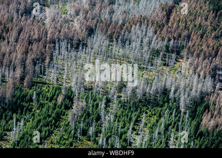 22 agosto 2019, Bassa Sassonia, Braunlage: Vista del Parco Nazionale di Harz in parte con abeti morti. Molti alberi nel Harz sono morti da tempeste, calore e gli scolitidi. I proprietari di foreste hanno bisogno di supporto contro danni causati dalle tempeste e siccità, secondo il Niedersächsische Landesforsten. Foto: Swen Pförtner/dpa Foto Stock