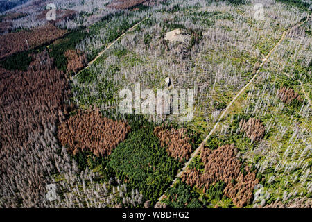 22 agosto 2019, Bassa Sassonia, Braunlage: Vista del Parco Nazionale di Harz in parte con abeti morti. Molti alberi nel Harz sono morti da tempeste, calore e gli scolitidi. I proprietari di foreste hanno bisogno di supporto contro danni causati dalle tempeste e siccità, secondo il Niedersächsische Landesforsten. Foto: Swen Pförtner/dpa Foto Stock