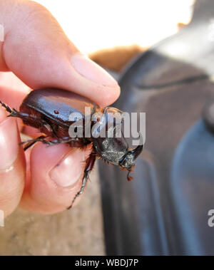 Il rinoceronte beetle è nelle mani dell'uomo. Una rigida-insetto alato Foto Stock