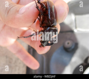 Il rinoceronte beetle è nelle mani dell'uomo. Una rigida-insetto alato Foto Stock