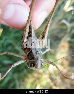 Una cavalletta marrone dell'uomo tasche. Le ganasce di un grasshopper Foto Stock