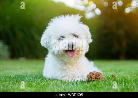 Cane Bichon Frise sdraiato sull'erba con la lingua fuori Foto Stock