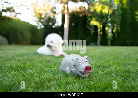 Cane Bichon Frise sdraiato sull'erba con la lingua fuori Foto Stock