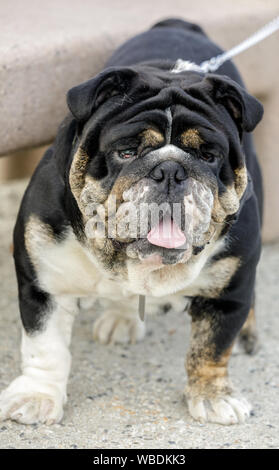 Black Tri Color Bulldog inglese maschio. Foto Stock