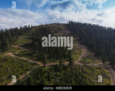 Abbattuto forest view nella giornata di bellezza in montagna degli Altai. Riprese aeree sul drone Foto Stock