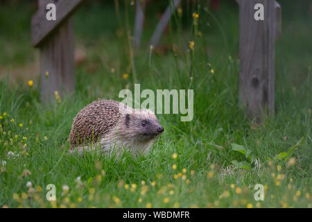 Vista anteriore primo piano di cute selvaggia UK hedgehog (Erinaceus europaeus) isolato all'aperto guardando in su dal foraging nel giardino britannico in erba lunga e dente di leone. Foto Stock