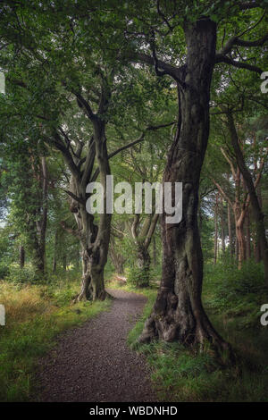 Percorso di avvolgimento per passeggiate o jogging tra splendidi alberi più grandi. Agosto 2019. Polkemmet Country Park, Scotland, Regno Unito Foto Stock