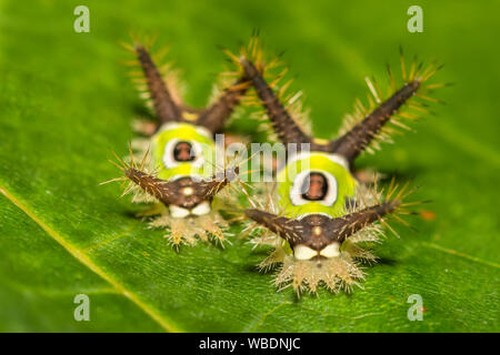 A doppio spiovente Caterpillar (Acharia stimulea) Foto Stock