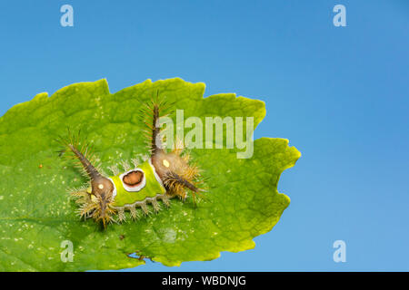 A doppio spiovente Caterpillar (Acharia stimulea) Foto Stock