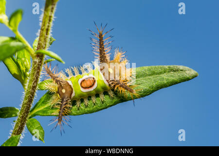 A doppio spiovente Caterpillar (Acharia stimulea) Foto Stock