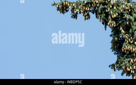 Pigna sul cielo azzurro sfondo, ramo di pino Foto Stock