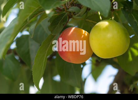 Mirabelle prugna, del giallo e del rosso di mirabelle prugne, isolati su susino branch Foto Stock