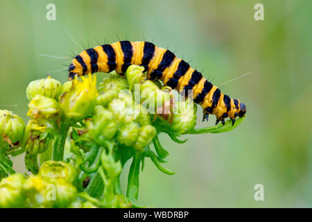 Il cinabro Moth caterpillar (tyria jacobaeae), in prossimità di un singolo caterpillar mangiare le foglie e germogli di erba tossica comune (senecio jacobaea). Foto Stock