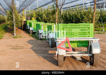 Il trattore tira le scatole di grandi dimensioni per le mele sui rimorchi Foto Stock