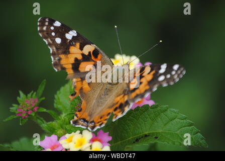 Dipinto di Lady Butterfly Foto Stock