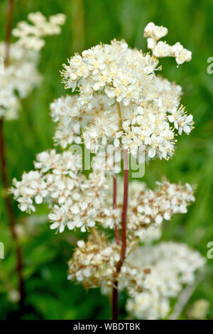 Olmaria (Filipendula ulmaria), chiudere fino che mostra un impianto in pieno fiore. Foto Stock