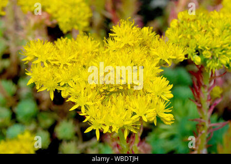 Riflessi Stonecrop (sedum reflexum), chiusura del grande capo di fiori gialli la pianta produce. Foto Stock