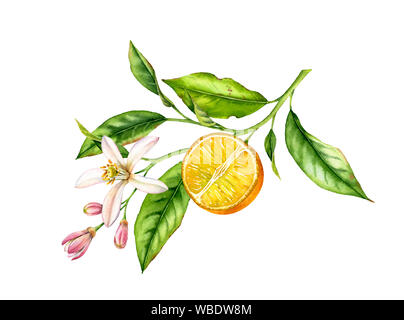 Frutta di arancia ramo con fiori. Realistico acquerello botanico illustrazione con mezza fettina di agrumi, disegnati a mano isolato design floreale sul bianco. Foto Stock