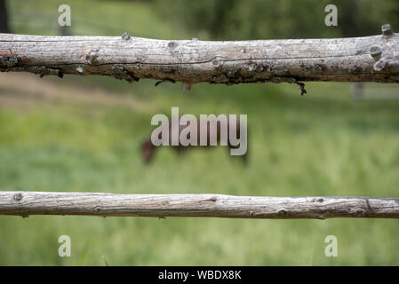 Recinzione di log e cavallo al Minam River Lodge in Oregon Wallowa della montagna. Foto Stock