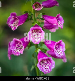 Foxglove flower, Digitalis purpurea (foxglove, comune foxglove, viola foxglove o lady del guanto), vista ravvicinata, Manitoba, Canada. Foto Stock