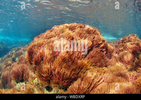 Alghe rosse, arpione erbaccia, Asparagopsis armata, subacquea nel mare Mediterraneo, spagna Costa Brava Foto Stock