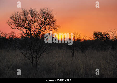 Il sole tramonta su paesaggio africano nella Provincia di Limpopo del Sud Africa Foto Stock