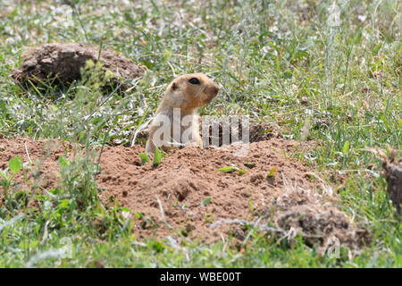 Un giovane gopher fa capolino spaventati dalla sua appena scavato visone. Foto Stock