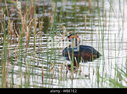 Svasso della Slavonia, Podiceps auritus, singolo adulto in appoggio tra i giunchi. La Scozia, Regno Unito. Foto Stock