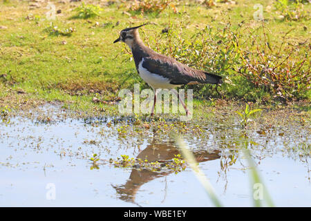 Pavoncella o peewit al bordo delle acque che mostra un riflesso in acqua Foto Stock