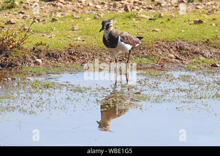 Pavoncella o peewit al bordo delle acque che mostra un riflesso in acqua Foto Stock