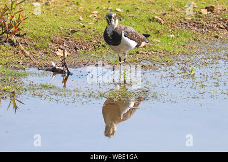 Pavoncella o peewit al bordo delle acque che mostra un riflesso in acqua Foto Stock