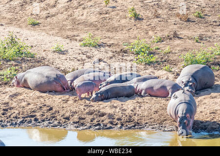 Una mandria di ippopotami, Hippopotamus amphibius, dormire vicino a un fiume Foto Stock