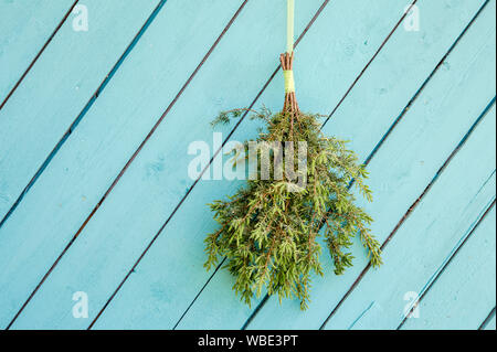 Il ginepro sauna frusta ginestra ( noto anche come vasta, vihta o venik) appesi ed essiccamento su parete in legno di colore blu, sfondo spazio copia. Mescolare con una frusta è usato in Foto Stock