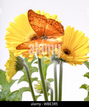 Cruiser Butterfly Vindula Erota su giallo Gerbera Daisy Foto Stock