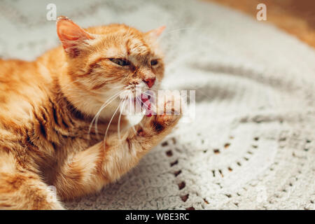 Lo zenzero gatto zampa di lavaggio giacente sul piano rug a casa. Il Pet leccare stesso che deve essere pulita Foto Stock